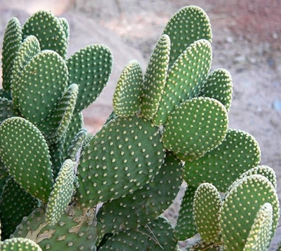 Alien eradication: Get rid of these cacti!